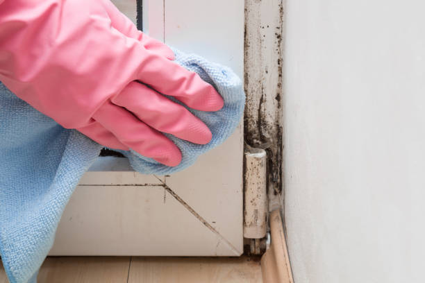 Best Professional Mold Removal  in USA